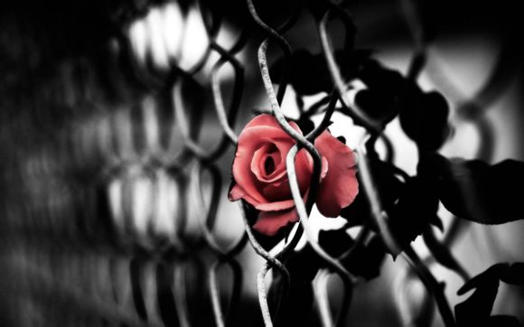 花集网怎么退保证金