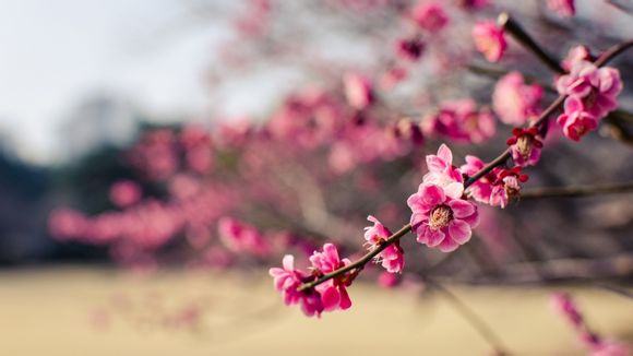 怎么才能开qq炫舞挂